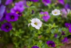 _MG_0128_fullres.jpg