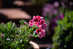 _MG_0116_fullres.jpg