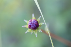 IMG_0008_fullres.jpg