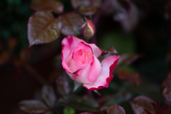 _MG_6421.jpg