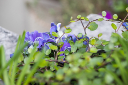 _MG_2226.jpg