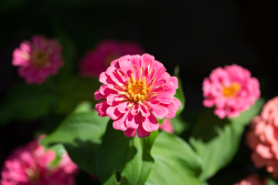 IMG_0006_fullres.jpg